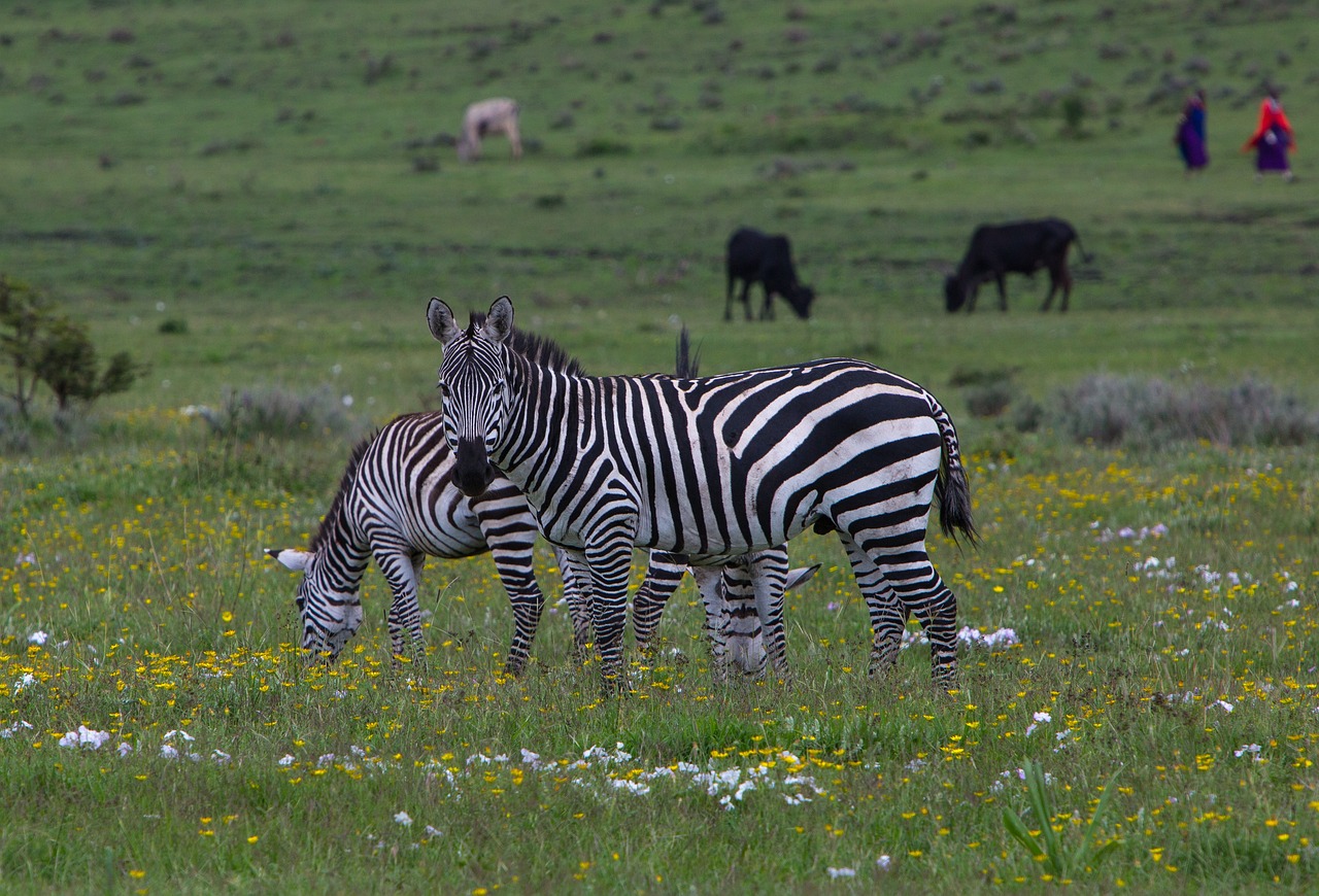 Zebra
